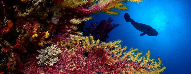 Marc Casanovas takes over @suuntodive Instagram