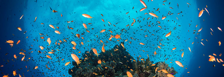 Saeed Rashid takes over @suuntodive Instagram