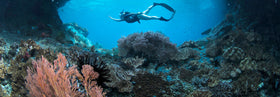 5 inspiring coral reef restoration projects