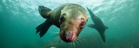 The coolest dive partners aren’t humans – they’re sea lions!