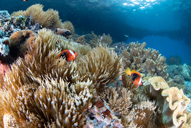 Max Ammer, Raja Ampat and the richest reefs in the world
