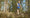 WORLD CHAMPION’S 10 TIPS FOR ORIENTEERING