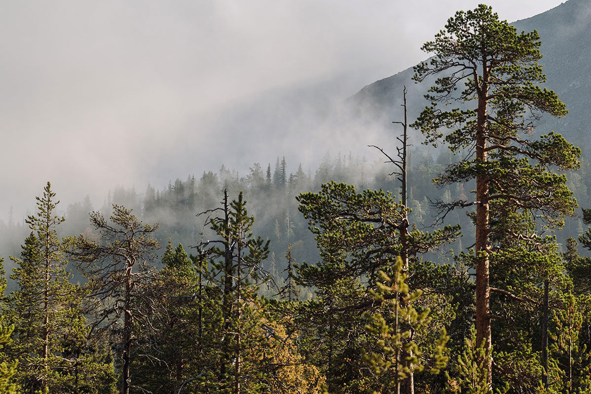 Suunto Essential Steel